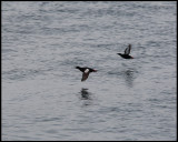 Black Guillemots