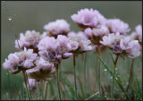 Thrift - Keen of Hamar Unst