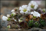 Edmonstons Sandworth, the very special flower of Keen of Hamar at Unst