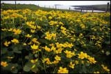Flowers at Esha Ness