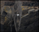 Fulmar at Esha Ness