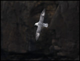 Fulmar at Esha Ness