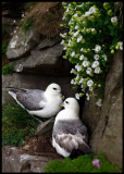 Breeding Fulmars at Sumburgh