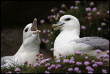 Breeding Fulmars at Sumburgh