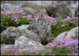 Wheatear territory
