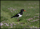 Oystercatcher at Sumburgh