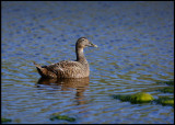 Female eider