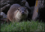 Late arriving otter at Laxo ferry terminal