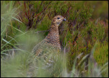 Female Red Grouse (Lagopus l. scoticus) - Cairngorms NP Scotland