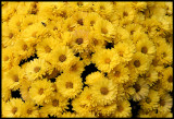 Yellow Flowers - Hook