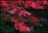 Red leafs in my neighbours garden