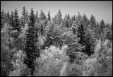 Frosty forrest at Karryd