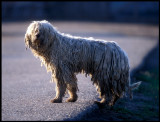 Komondor dog - never been taking a bath!!  Hungary 2000