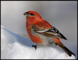 Winter birding in Finland 2009