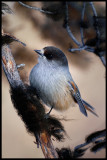 Siberian Jay - Neljn Tuulen Tupa - Kaamanen