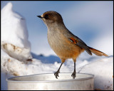 Siberian Jay at bird feeder - Neljn Tuulen Tupa - Kaamanen