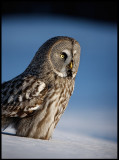 Great Gray Owl - Tornio