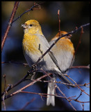 Female Pine Grosbeaks - Neljän Tuulen Tupa - Kaamanen