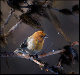 Female Pine Grosbeak - Neljän Tuulen Tupa - Kaamanen