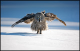 Great Gray Owl - Tornio