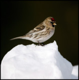 Common Redpoll - Neljän Tuulen Tupa - Kaamanen