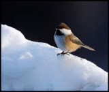 Siberian Tit - Neljn Tuulen Tupa - Kaamanen