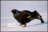 Male Black Grouse