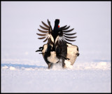 Black grouses fighting