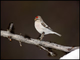 Arctic Redpoll - Neljän Tuulen Tupa - Kaamanen