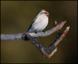 Arctic Redpoll - Neljän Tuulen Tupa - Kaamanen