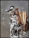 Willow Tit in snowfall - Liminka