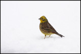 Yellowhammer - Liminka