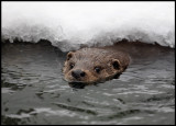 Eurasian Otter (Lutra lutra)