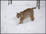 Eurasian lynx (Lynx lynx)