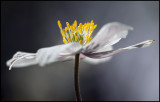 Wildwood Windflower (Anemone nemorosa) Målaskogsberg Sweden