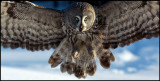 Great Gray Owl - Tornio