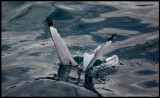 Kittywake going down - wo sad gulls could not dive?