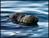 Grey Seal (Halichoerus grypus)