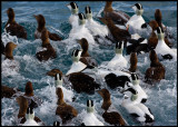 Eiders in a rush....