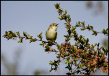 Willow warbler - land