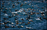 Great mix of interesting birds in Vadsö harbour