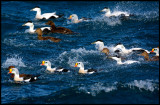 Active swimming Eiders