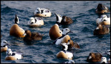 Two Stellers Eider drakes showing