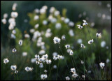 Common Cottongrass (Eriophorum angustifolium) Ängsull