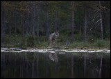 Wolf (Canis lupus) - Finland