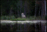 Wolf (Canis lupus)