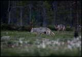 Two wolfs (Canis lupus) crossing a bog in Finland