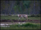 Wolf (Canis lupus) pale animal