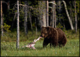 A Bear trying take-away food
