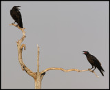 Ravens in a dead tree